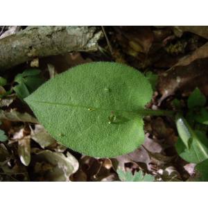 Pulmonaria officinalis subsp. obscura (Dumort.) Murb. (Pulmonaire à fleurs sombres)