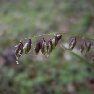 Photographie n°226206 du taxon Melica nutans L. [1753]