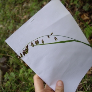 Photographie n°226207 du taxon Melica nutans L. [1753]