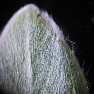 Photographie n°226210 du taxon Salix alba L.