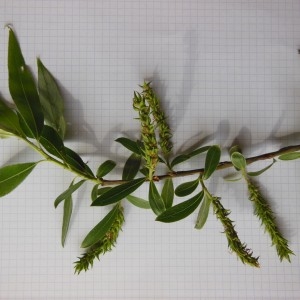 Photographie n°226212 du taxon Salix alba L.