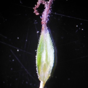 Photographie n°226219 du taxon Carex paniculata L.