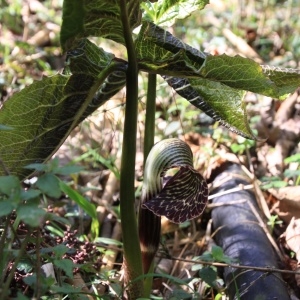 Photographie n°226263 du taxon Arum L. [1753]