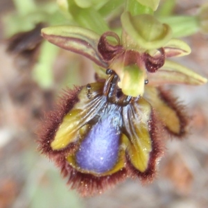 Photographie n°226293 du taxon Ophrys speculum Link [1799]