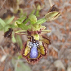 Photographie n°226295 du taxon Ophrys speculum Link [1799]