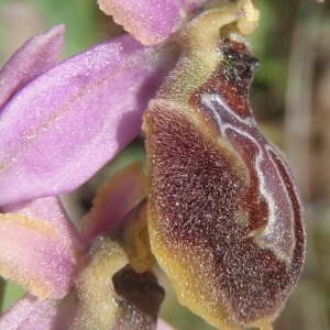 Ophrys splendida Gölz & Reinhard (Ophrys brillant)