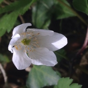 Photographie n°226335 du taxon Anemone sylvestris L. [1753]