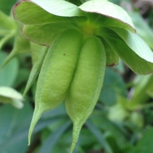 Photographie n°226353 du taxon Helleborus foetidus L. [1753]