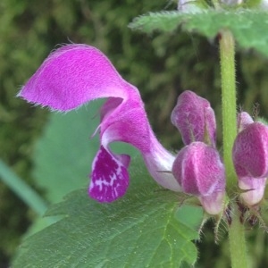 Photographie n°226356 du taxon Lamium maculatum (L.) L. [1763]