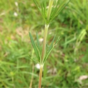 Photographie n°226366 du taxon Galium L. [1753]