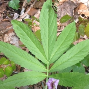 Photographie n°226374 du taxon Cardamine heptaphylla (Vill.) O.E.Schulz [1903]