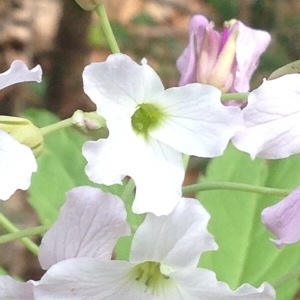 Photographie n°226376 du taxon Cardamine heptaphylla (Vill.) O.E.Schulz [1903]