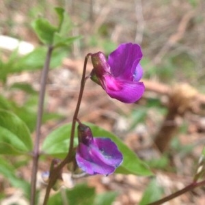 Photographie n°226385 du taxon Lathyrus vernus (L.) Bernh. [1800]