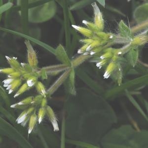 Photographie n°226436 du taxon Cerastium fontanum var. vulgare (Hartm.) M.B.Wyse Jacks. [2001]