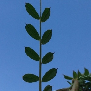 Photographie n°226461 du taxon Vicia lutea L. [1753]