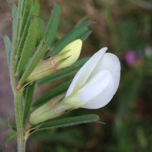 Photographie n°226462 du taxon Vicia lutea L. [1753]