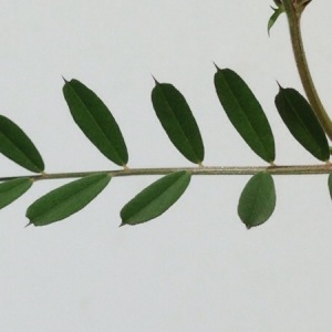 Photographie n°226463 du taxon Vicia lutea L. [1753]