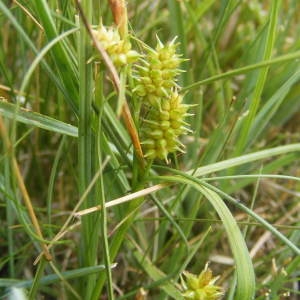 Photographie n°226486 du taxon Carex flava sensu L. [1754]