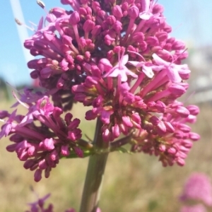 Photographie n°226487 du taxon Centranthus ruber (L.) DC.