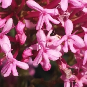 Photographie n°226488 du taxon Centranthus ruber (L.) DC.