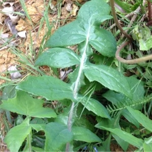 Photographie n°226509 du taxon Sonchus oleraceus L. [1753]