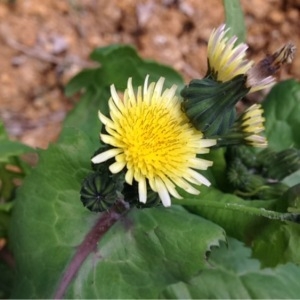 Photographie n°226510 du taxon Sonchus oleraceus L. [1753]