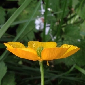 Photographie n°226537 du taxon Ranunculus bulbosus L. [1753]