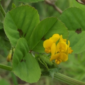 Photographie n°226547 du taxon Medicago arabica (L.) Huds. [1762]