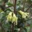  Jean-Claude Echardour - Lonicera nitida E.H.Wilson [1911]