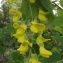  Jean-Claude Echardour - Laburnum anagyroides Medik. [1787]