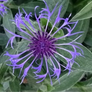 Photographie n°226563 du taxon Cyanus montanus (L.) Hill [1768]