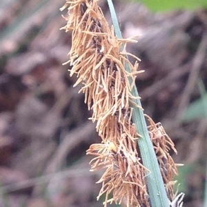 Photographie n°226568 du taxon Carex flacca Schreb. [1771]