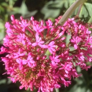 Photographie n°226597 du taxon Centranthus ruber (L.) DC. [1805]