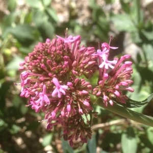 Photographie n°226598 du taxon Centranthus ruber (L.) DC. [1805]