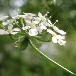 Photographie n°226648 du taxon Torilis arvensis (Huds.) Link [1821]