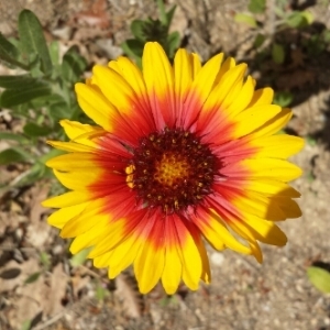 Photographie n°226653 du taxon Gaillardia x grandiflora Van Houtte [1857]