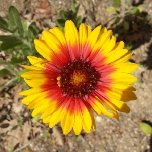 Photographie n°226658 du taxon Gaillardia x grandiflora Van Houtte [1857]