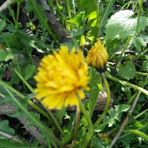 Photographie n°226664 du taxon Taraxacum dissectum (Ledeb.) Ledeb. [1846]