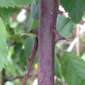 Photographie n°226686 du taxon Rubus ulmifolius Schott [1818]