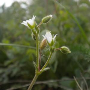 Photographie n°226687 du taxon Cerastium pumilum Curtis [1777]