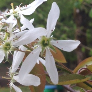 Photographie n°226699 du taxon Amelanchier ovalis Medik. [1793]