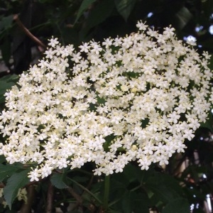 Photographie n°226706 du taxon Sambucus nigra L. [1753]