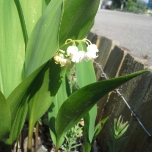 Photographie n°226719 du taxon Convallaria majalis L. [1753]