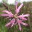  Jean-Claude Echardour - Silene flos-cuculi Greuter & Burdet