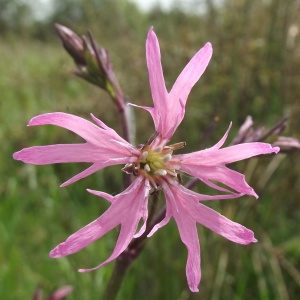 Agrostemma lusitanica (Mill.) G.Don (Silène fleur de coucou)