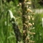  Jean-Claude Echardour - Plantago coronopus L.