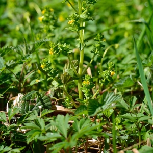 Photographie n°226784 du taxon Tozzia alpina L. [1753]