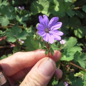 Photographie n°226793 du taxon Geranium molle L. [1753]