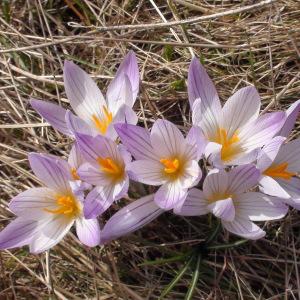 Photographie n°226827 du taxon Crocus versicolor Ker Gawl. [1808]