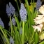   - Muscari armeniacum Leichtlin ex Baker [1878]